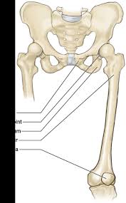 Vascular anatomy of the upper arm. Upper Legs Running Anatomy Sports Anatomy
