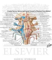 Contains nuclei that relay signals from the forebrain to the cerebellum. Cranial Nerve Nuclei In Brainstem Schema