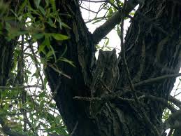 Διαθεσιμότητα νέες κυκλοφορίες πωλήσεις 12μήνου. Gkiwnhs Otus Scops Wtos O Skwps Lemnos Nature