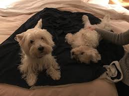 Mr Winston Romeo Back Home After A Holiday Break Westie Puppies Doggy Dog Lovers