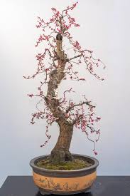 Over 80% new & buy it now; 342 Plum Bonsai Photos Free Royalty Free Stock Photos From Dreamstime