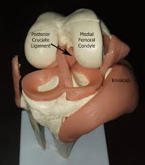 Image result for PCL Sulcus Test