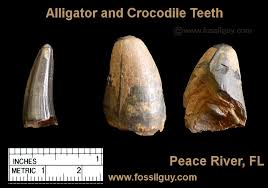 Here are some chance prehistoric discoveries made by unsuspecting people. Fossilguy Com Peace River Fossil Identification