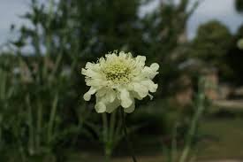 Image result for Cephalaria