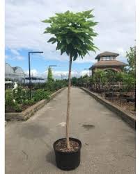 We did not find results for: Catalpa Deciduous Ornamental Trees Trees Shrubs Shop Catalogue