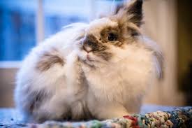 Image result for scabies rabbits ears