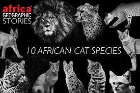 ‪Come on safari with us to find Africa's 10 cat species‬‏
