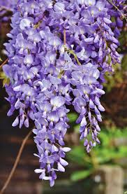 Plant a few around wisteria may require staking. Blue Rain Flower Violet Wisteria Plant Blossom Bloom Climber Plant Flowers Nature Pxfuel