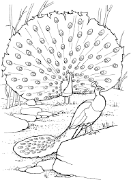 Spark your creativity by choosing your favorite printable coloring pages and let the fun begin! Peacock Coloring Pages