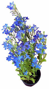 Image result for foto Lobelka