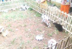 Ternak kambing umbaran akan meyehatkan domba, karena ternak memiliki kesempatan untuk beraktivitas, bergerak, dan. Mengetahui 2 Sistem Kandang Untuk Kelinci Hobi Ternak
