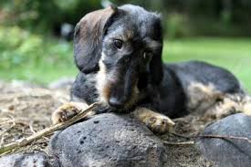 Maybe you would like to learn more about one of these? Standard Wirehaired Dachshunds Olde Fashion Bassets