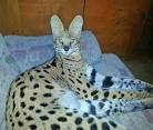 What is an F1 Savannah Cat? (2020) The Ultimate Guide ...