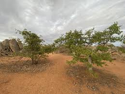 Image result for Berchemia discolor