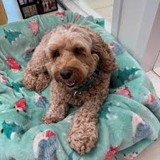 Tri-County Humane added a new photo.