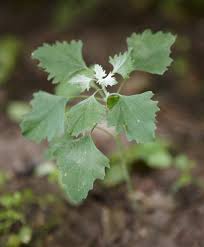 Vinegar's active ingredient, acetic acid, can be produced naturally through bacterial fermentation, as in apple cider vinegar, or industrially, via chemical reactions from such source materials as methanol. How To Use Vinegar As A Weed Killer Better Homes Gardens