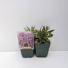 Image result for Asters `Jenny