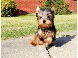 Petland kennesaw has miniature schnauzer puppies for sale! Very Tiny Teacup Yorkie Puppies For Sale El Paso Yorkshire Terrier Dogs Puppies Texas Dog Breeders Gallery 192
