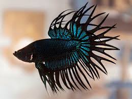 The black orchid is a betta splendens, which is the variety of betta that are most commonly kept as pets. Betta Splendens Black Orchid Crowntai Male Epond
