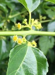 Image result for Colubrina asiatica