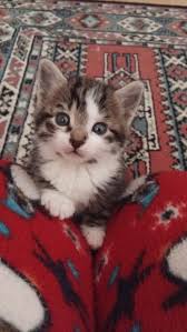 Yavru Kedi Karanlikta Gorur Mu Kizlarsoruyor