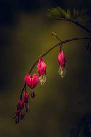 Bleeding Hearts By Paul Barson Heart Flower Tattoo Nature Photography Flowers Bleeding Heart Flower