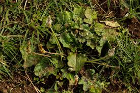 Image result for Plantago palmata