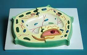 Maybe you would like to learn more about one of these? Cell Model Project Dr Augustine Ramirez Intermediate