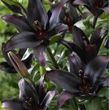 Maybe you would like to learn more about one of these? Update On Black Charm Stoneman S Garden Centre Facebook