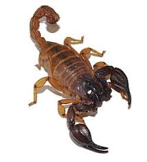 Image result for Scorodophloeus