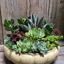 26 Best Succulent Garden Ideas Around The World Site Home Design Succulents Planting Succulents Plants