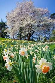 Untitled Botanical Garden New York Spring Scenery Garden