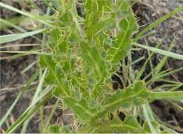 Image result for Berkheya setifera