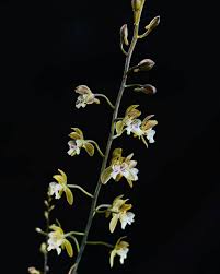 Image result for Oeceoclades