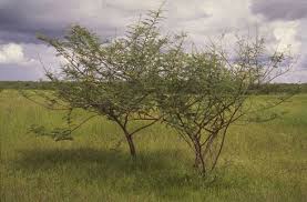 Image result for Mimosa pigra