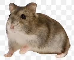 Here you'll find hundreds of high quality hamster transparent png or svg. Djungarian Hamster Images Djungarian Hamster Transparent Png Free Download