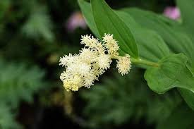 Image result for Secamone racemosa