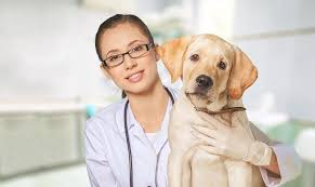 If you suffer what appears to be a significant cut or laceration, the safest course of action is to seek medical attention sooner rather than later. Pet Urgent Care Oakland Park Animal Hospital Veterinarians