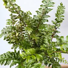 Image result for Didymochlaena truncatula