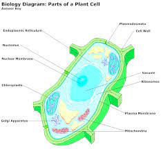 Plant Cell Diagram Plant Cell Diagram Cell Diagram Plant Cell
