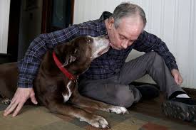 Bone cancer in dogs is rather common, with osteosarcoma as the most common type of bone tumor. Marijuana For Pets Here S How Some Say It Can Help