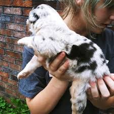 Our puppies are updated in all shotthey are affordable. Australia Shepherd For Sale Australian Shepherd For Sale Near Me Australian Shepherd Puppies For Sale Under 500 Australian Shepherd Puppies For Sale Under 200 Australian Shepherd Puppies For Sale In Springfield