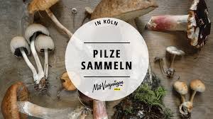 Möchten sie bestimmte pilze sammeln, ist es hilfreich zu wissen, wann sich die suche im wald und auf den wiesen lohnt. 11 Orte Zum Pilze Sammeln In Und Um Koln Mit Vergnugen Koln