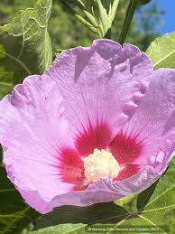 Image result for Hibiscus seineri