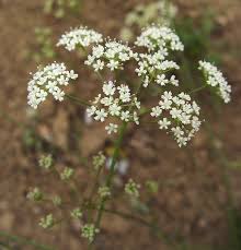 Image result for Pimpinella buchananii