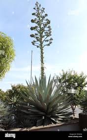 Image result for Agave sisalana