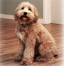 Unfortunately most groomers do not know how to groom an australian labradoodle. Labradoodle Grooming Guide Spring Creek Labradoodles
