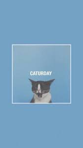 Pin By Pang Torsuwan On Aesthetic Blue Cat Wallpaper Blue Wallpaper Iphone Cute Wallpapers