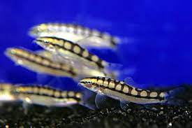 Great Small Fish For Planted Custom Aquariums Diamond Aquatics Aquarium Fish Tank Tropical Fish Tanks Saltwater Aquarium Fish