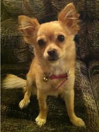 Full Grown Chihuahua Terrier Mix Black And Brown Pin By Lori Pullan On Animals Pomeranian Chihuahua Mix Chihuahua Dogs Chihuahua